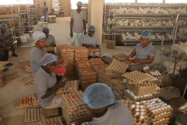 4-tier Layer Cages for 12,000 Chickens in Lusaka, Zambia