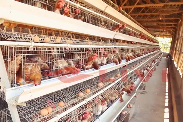 A-Type Layer Cages For 10,000 Chickens Farm